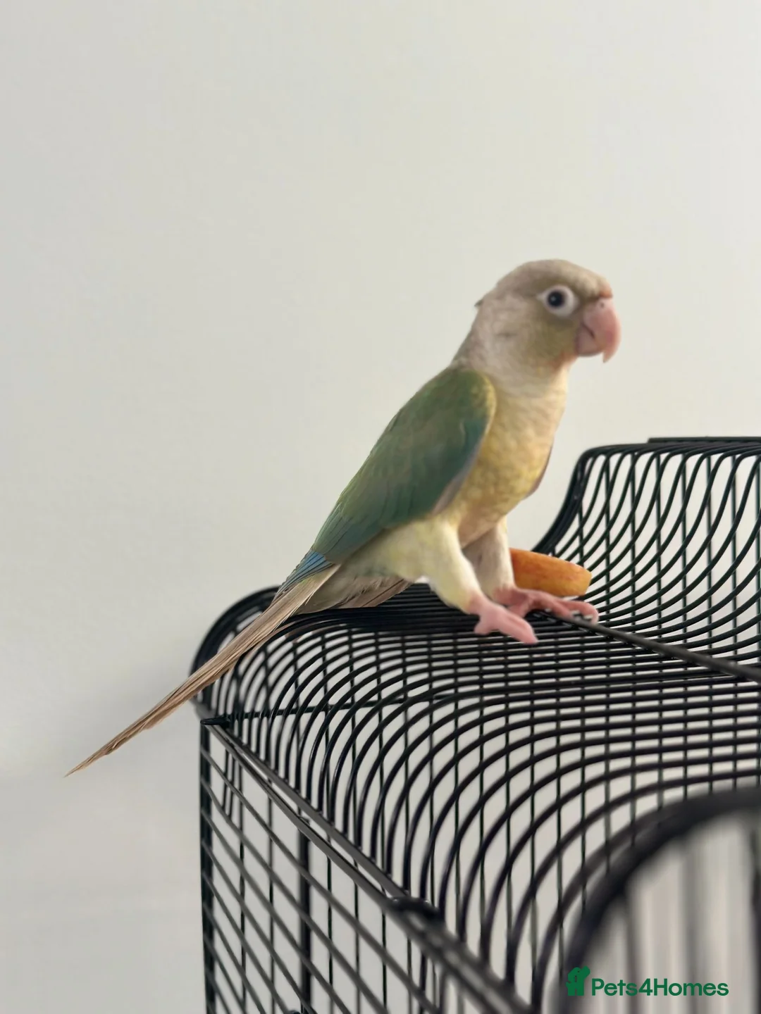 Conures birds for sale: Conure with Cage, Hand Tame, Green Cheek Conure in Ilford - Advert 2