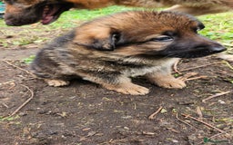 German Shepherd dogs for sale: KC reg German Shepherd Puppies - Family dogs - Image 23