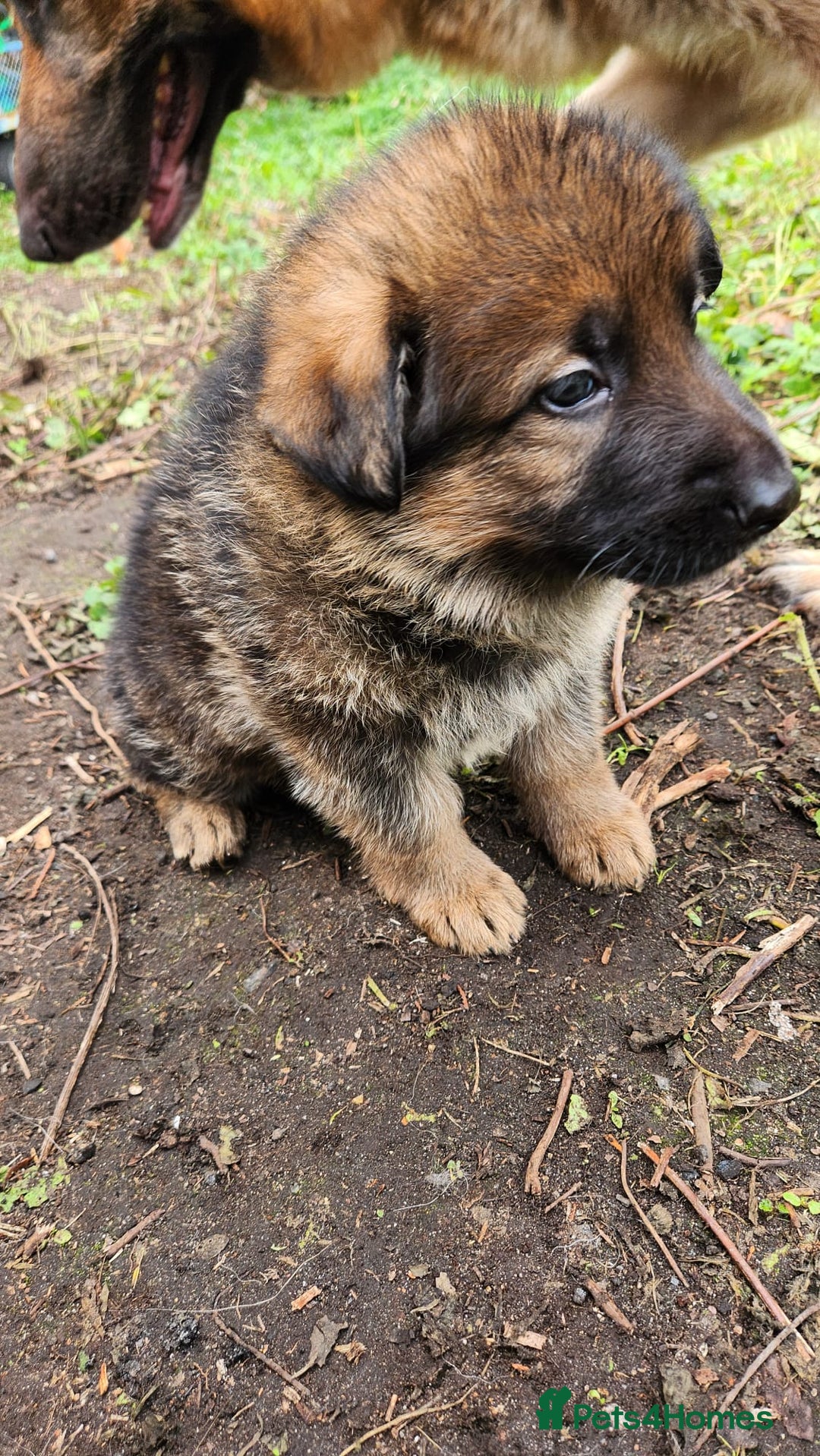 German Shepherd dogs for sale: KC reg German Shepherd Puppies - Family dogs - Image 23