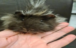 Guinea Pig rodents for sale: Long haired Peruvian-cross baby boys - Image 2