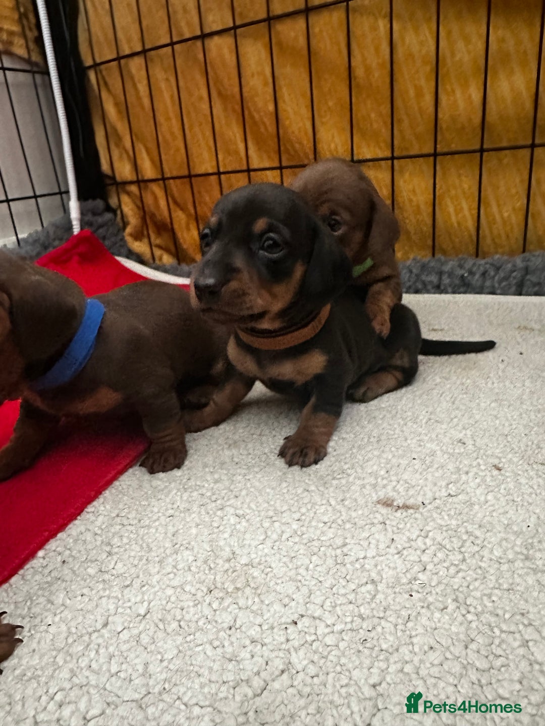 Miniature Dachshund dogs for sale: Miniature Dachshunds  - Image 14