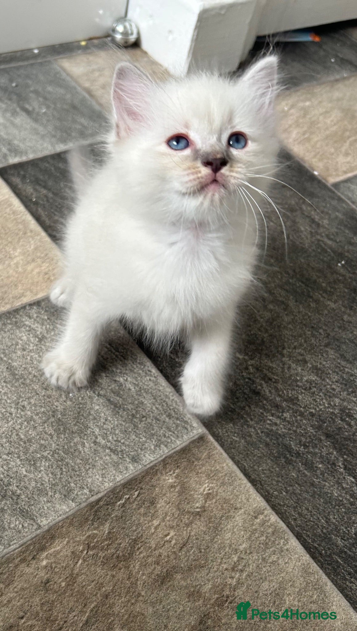 Ragdoll cats Ready!Beautiful pure Ragdoll male  - Advert 2
