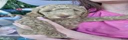 Mixed Breed dogs for sale: Adorable puppies ready for their forever homes  - Advert 25