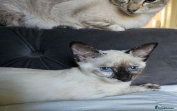 Siamese cats for sale: Siamese X Sphynx kittens - Image 27