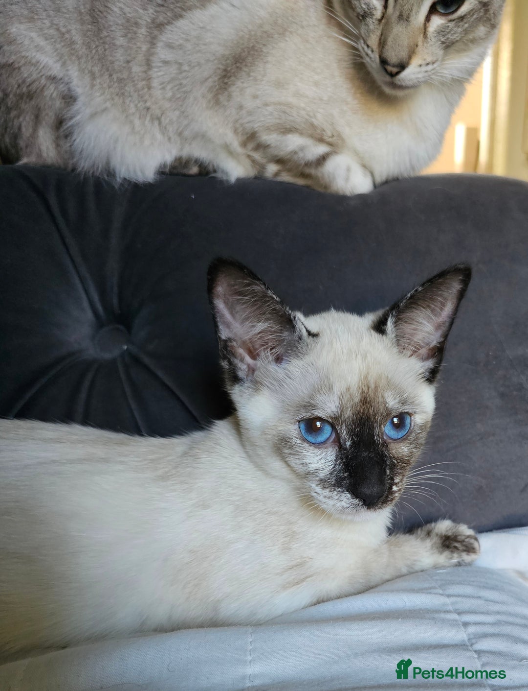 Siamese cats for sale: Siamese X Sphynx kittens - Image 27