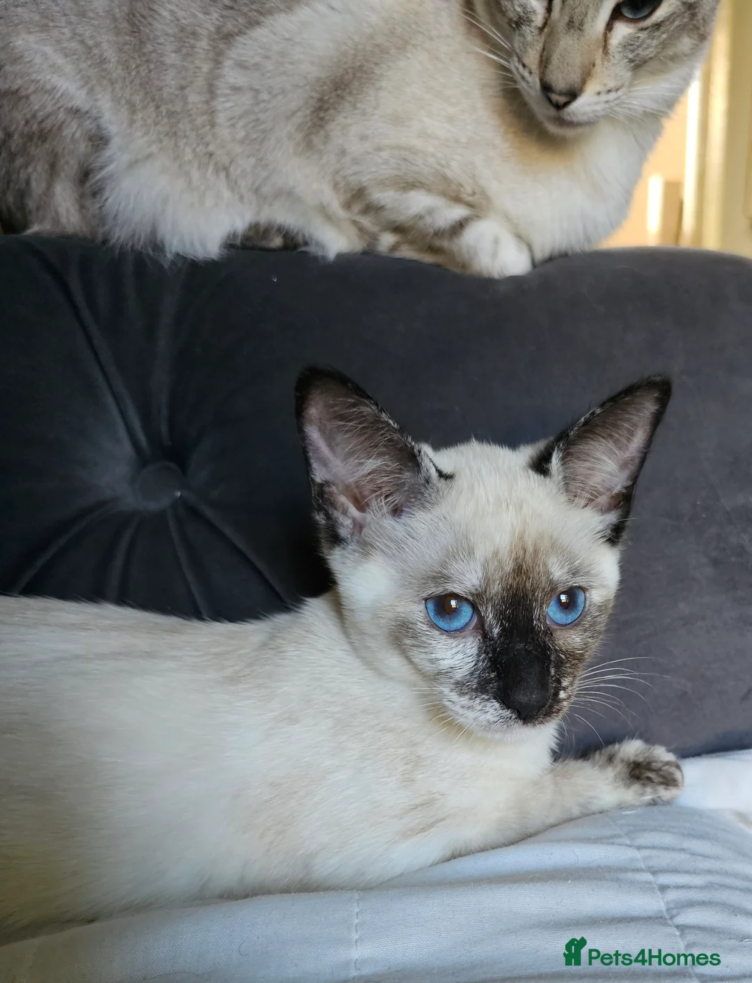 Siamese cats for sale: Siamese X Sphynx kittens - Advert 16