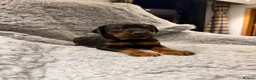 Dobermann dogs for sale: 8 stunning Doberman puppies  - Advert 3