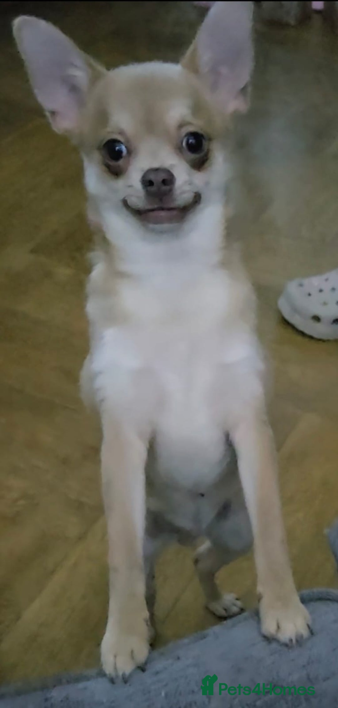 Chihuahua dogs for sale: Ready to go today. Male Chihuahua  - Image 2