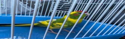 Parrots birds for sale: kakariki parrot - Advert 3