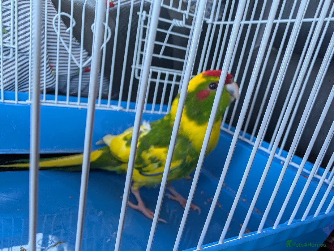 Parrots birds for sale: kakariki parrot - Advert 3