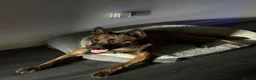 Belgian Shepherd Dog dogs for sale: DARK KC REG BELGIAN MALINOIS PUPPIES - Advert 22
