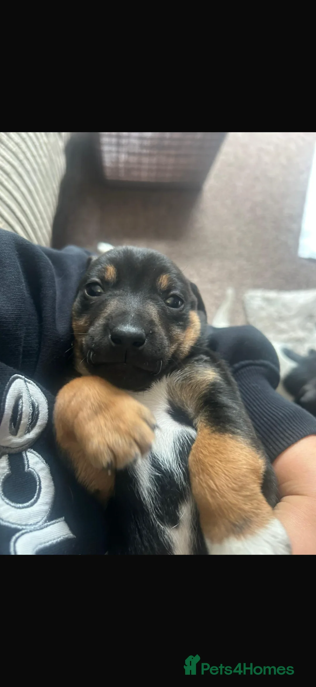 Jack Russell dogs for sale: Beautiful Jack Russell babies  - Advert 2