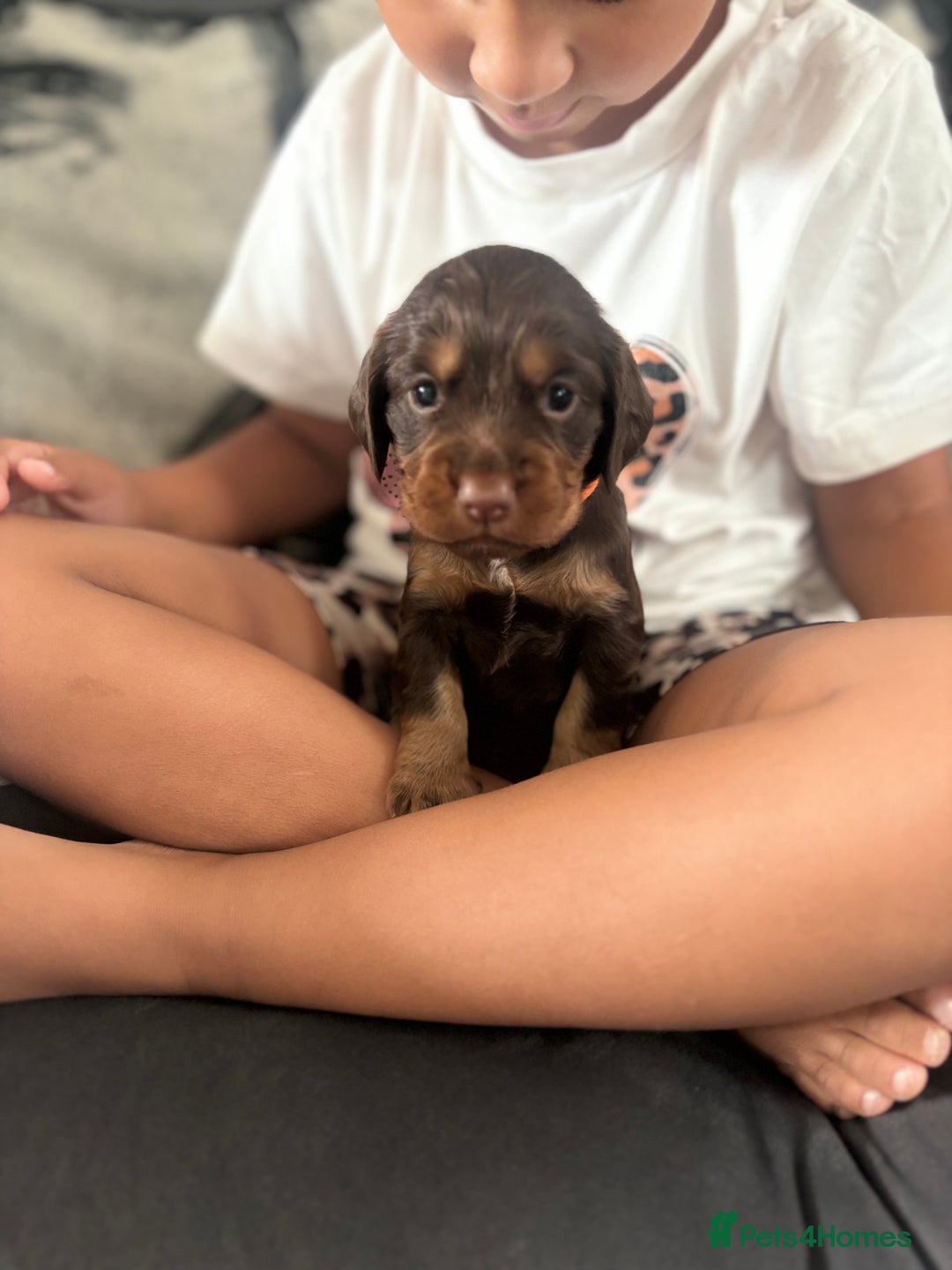 Cocker Spaniel dogs for sale: Cocker spaniel (working cocker spaniel)   - Image 14