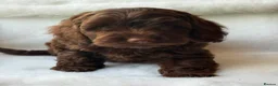 Cockapoo dogs for sale: Gorgeous Cockapoo puppies - Advert 6