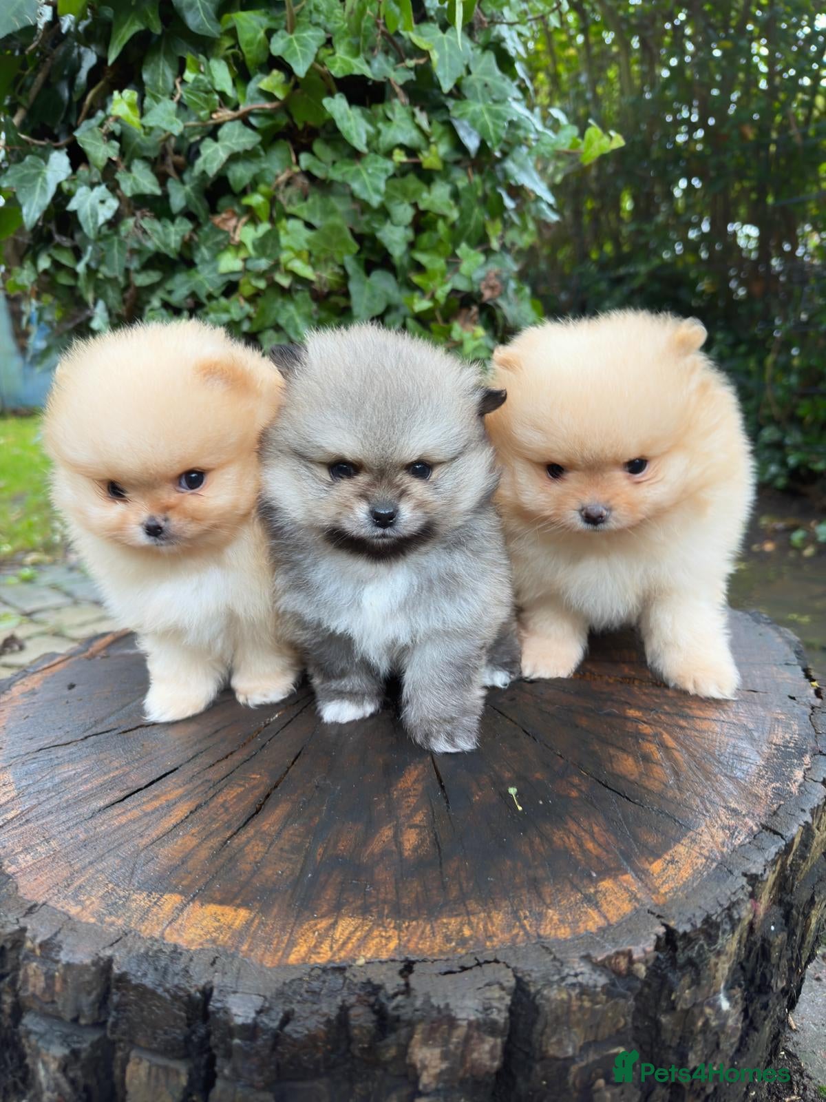 Pomeranian dogs Stunning Pomeranian Puppy Boys - Advert 18