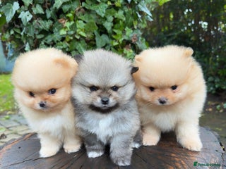 Pomeranian dogs Stunning Pomeranian Puppy Boys - Advert 1