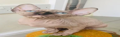 Sphynx 1