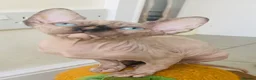 Sphynx cats for sale: Beautiful light tortie girl  - Advert 2