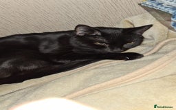 Mixed Breed cats for sale: Male 1 year old black cat  - Image 2