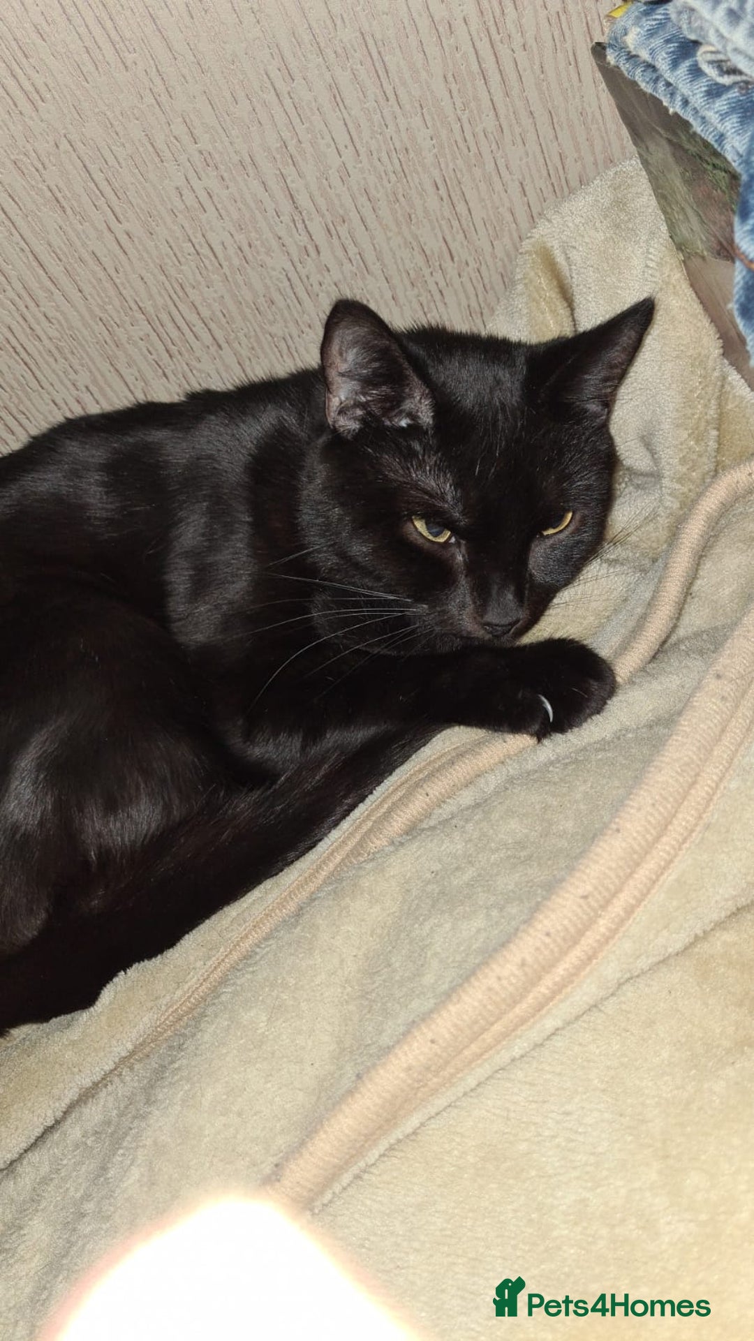 Mixed Breed cats for sale: Male 1 year old black cat  - Image 2