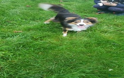 Australian Shepherd dogs for sale: Miniature Australian Shepherds ASDR - Image 3