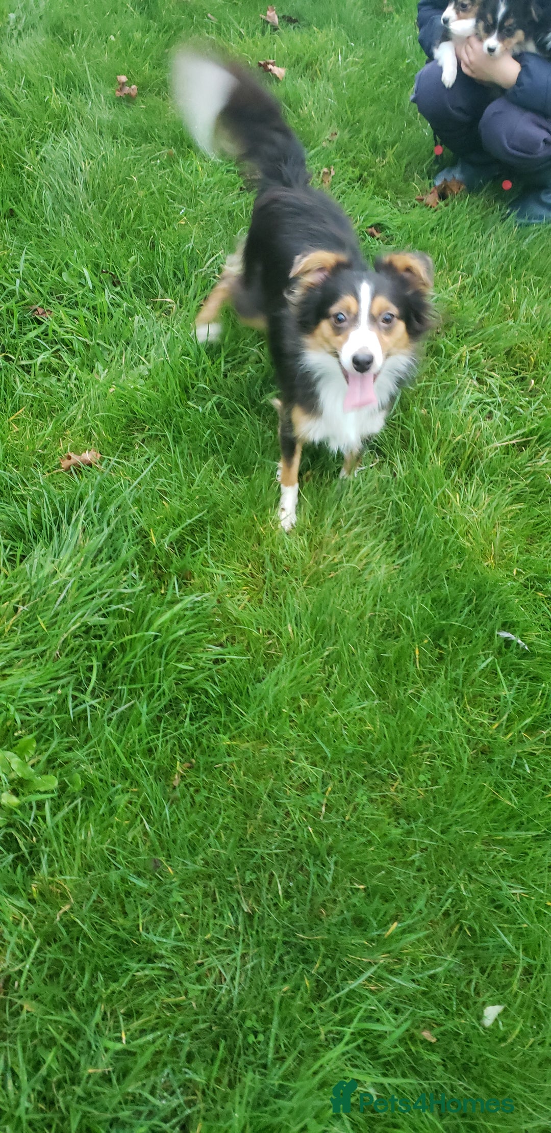 Australian Shepherd dogs for sale: Miniature Australian Shepherds ASDR - Image 3