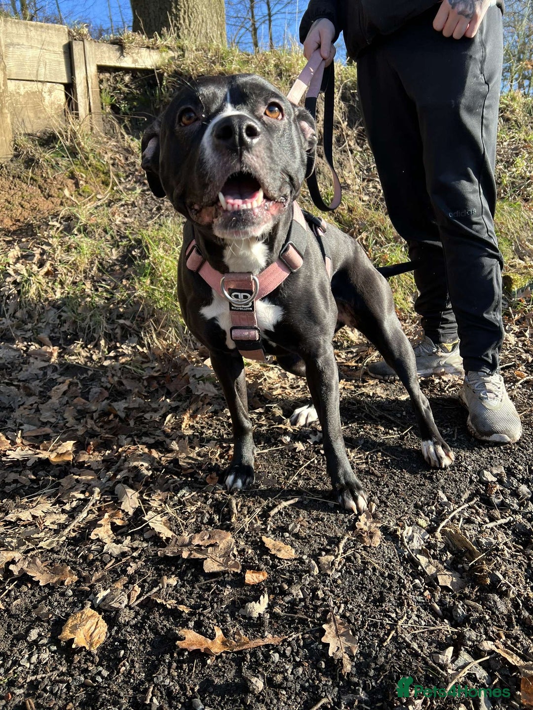 Staffordshire Bull Terrier dogs for sale: Gorgeous staffy puppies  - Advert 5