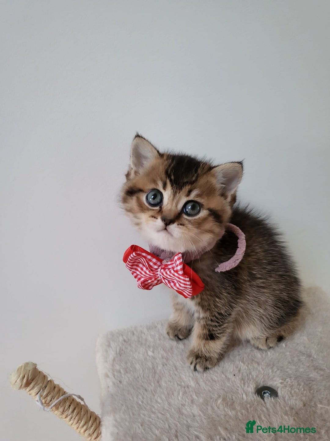 British Shorthair cats for sale:  **  **  **  ** BRITISH SHORTLY **  **  **  **   - Advert 17