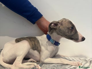 Whippet dogs whippet puupy - Advert 1
