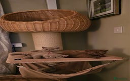 British Shorthair cats for sale: GCCF British Shorthairs rare fawn and cinnamon  - Image 5