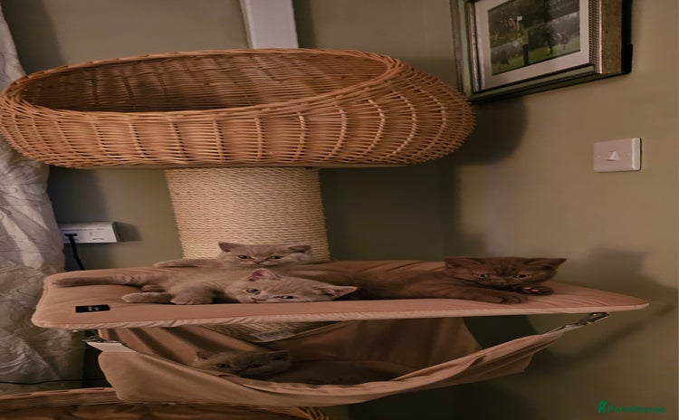 British Shorthair cats - Advert 16