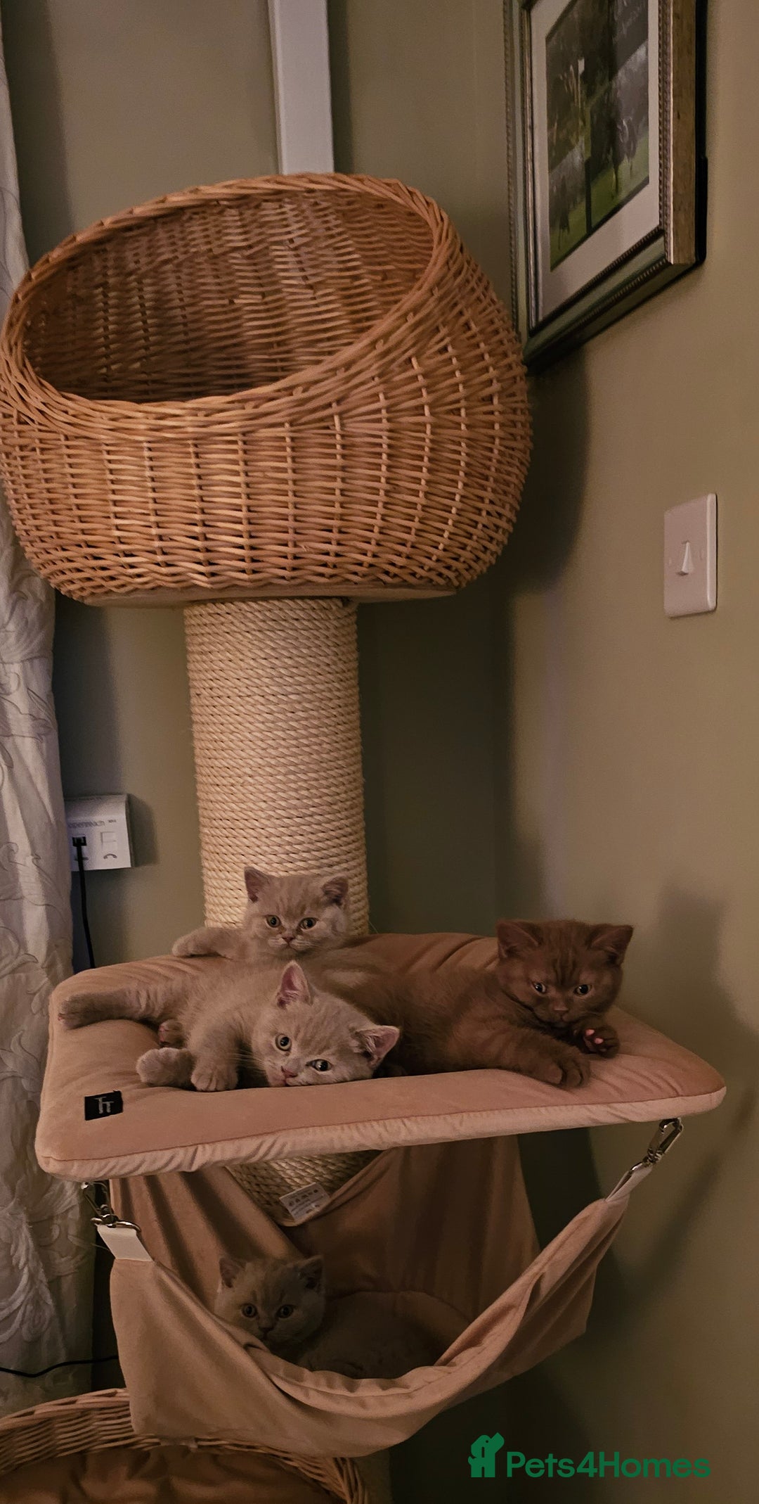 British Shorthair cats for sale: GCCF British Shorthairs rare fawn and cinnamon  - Image 5