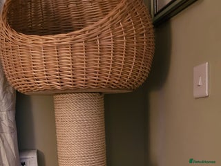 British Shorthair cats - Advert 3