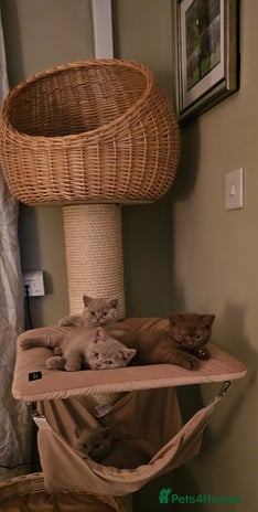 British Shorthair cats - Advert 16