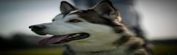 Siberian Husky dogs for stud: Beautiful proven Siberian Husky ready for stud! in Preston - Advert 12