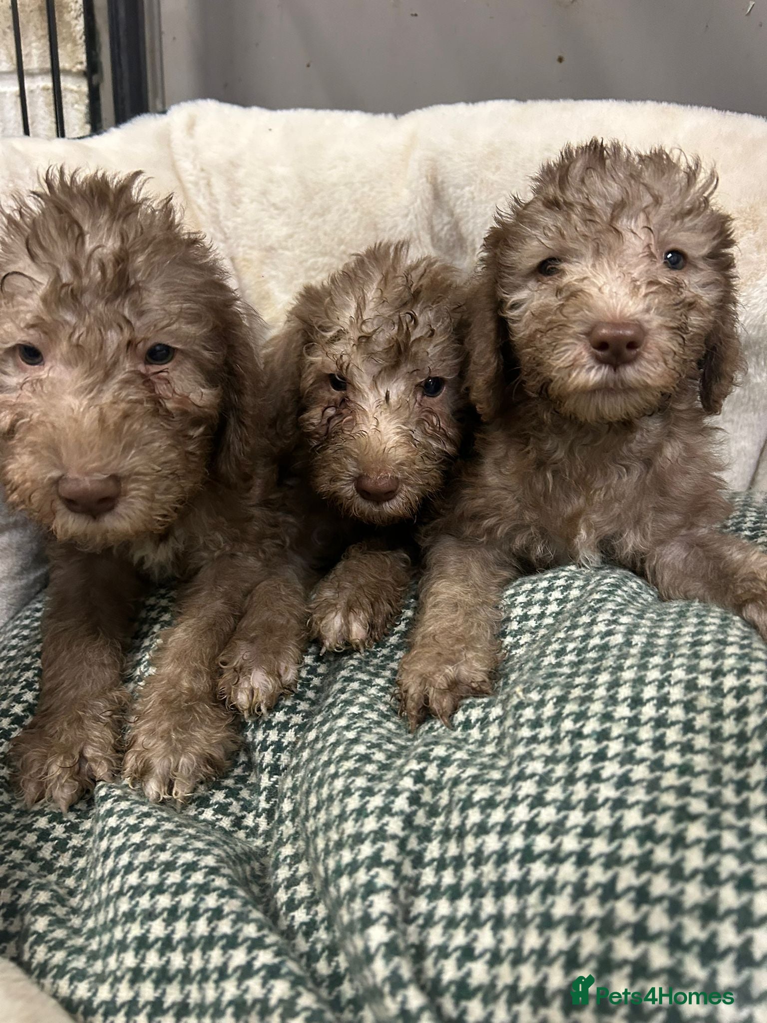 Bedlington Terrier dogs Top Quality KC Reg. CT Clear Bedlingon Terriers - Advert 1