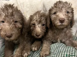 Bedlington Terrier dogs Top Quality KC Reg. CT Clear Bedlingon Terriers - Advert 1