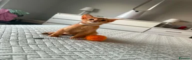 Abyssinian 3