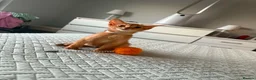 Abyssinian cats for sale: Abyssinian kittens  - Advert 27