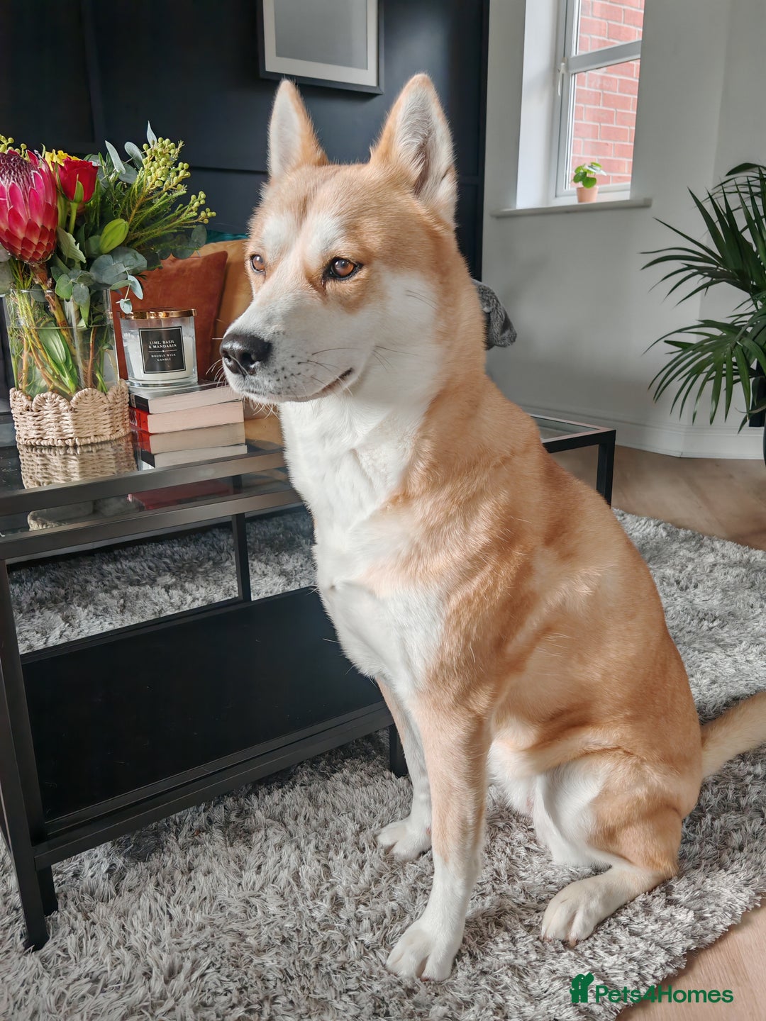 Mixed Breed dogs for sale: Mocha - Image 4