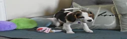 Beagle dogs for sale: Beautiful beagle puppies  - Advert 23