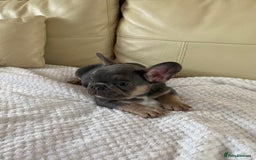 French Bulldog dogs for sale: Beautiful French Bulldogs Puppies for Sale  - Image 16