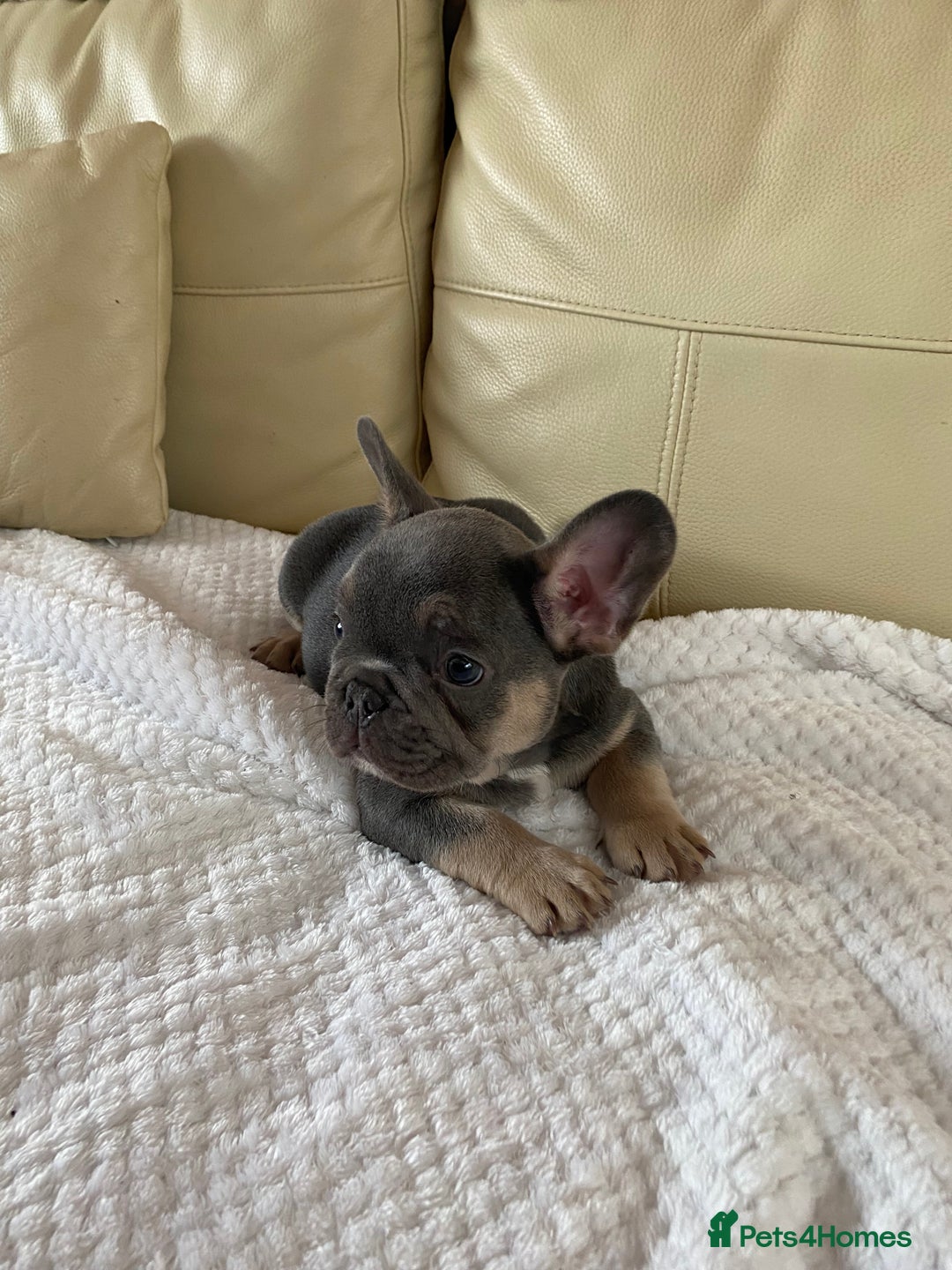 French Bulldog dogs for sale: Beautiful French Bulldogs Puppies for Sale  - Image 16