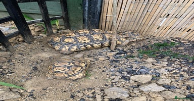 Tortoise reptiles - Advert 5