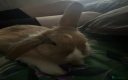 Mixed Breed rabbits for sale: Rehoming male rabbit . Please read description  - Image 4
