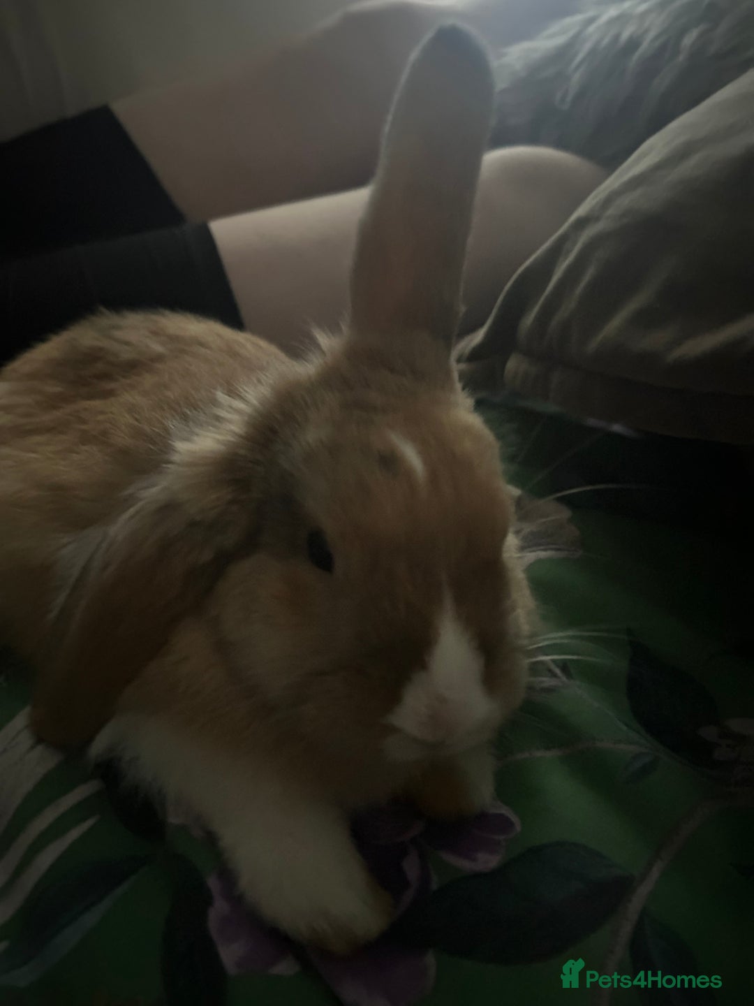 Mixed Breed rabbits for sale: Rehoming male rabbit . Please read description  - Image 4