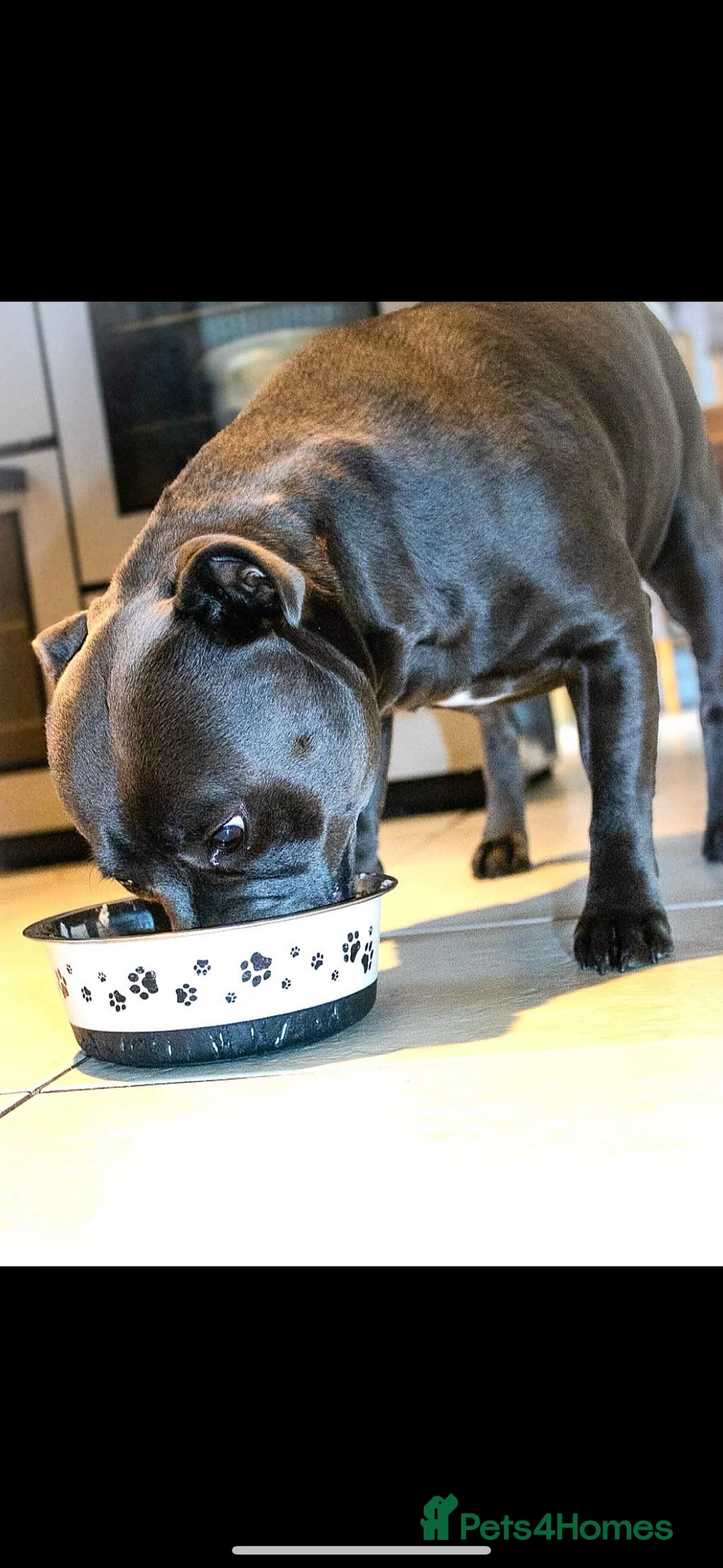 Staffordshire Bull Terrier dogs for sale: 24 MONTH OLD BEAUTIFUL BLUE STAFFY SADIE - Advert 4