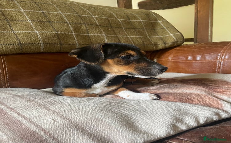 Jack Russell dogs - Advert 9