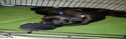 Labrador Retriever dogs for sale: Gorgeous  labrador retriever puppies for s in Durham - Advert 6