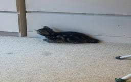 Mixed Breed cats for sale: 5 Kitties  - Image 18